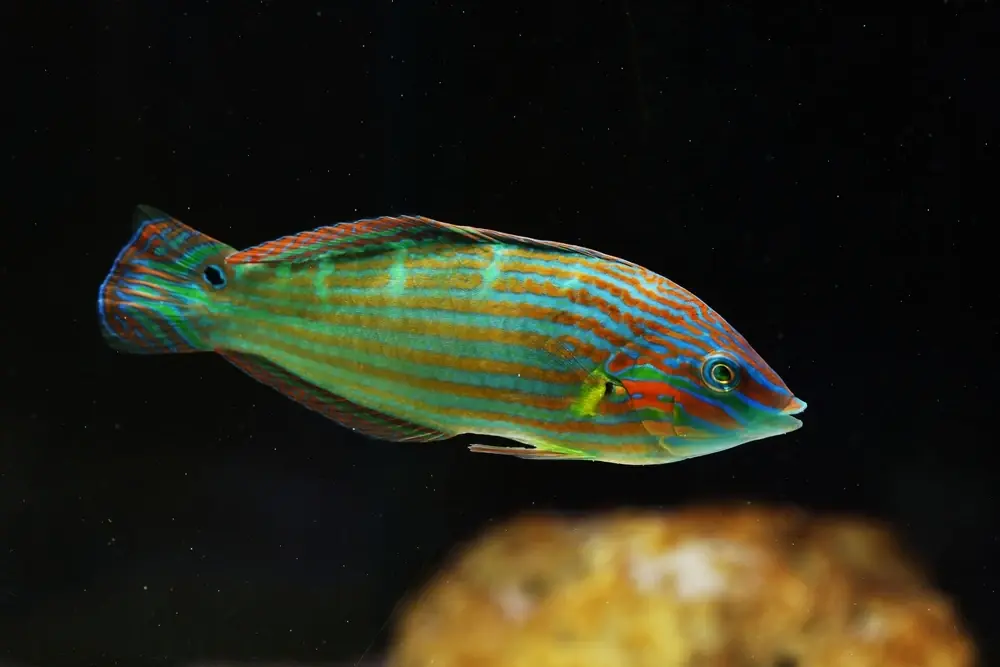 Melanurus-Lippfisch (Halichoeres melanurus)