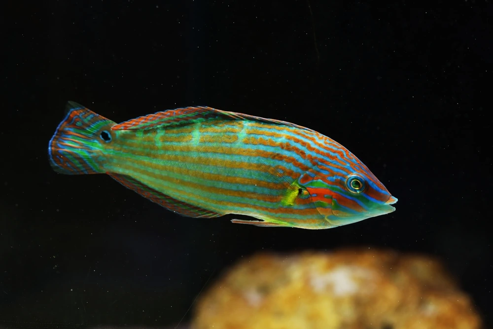 Melanurus-Lippfisch (Halichoeres melanurus)