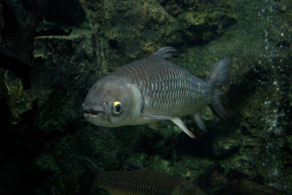 Messerfisch (Notopterus notopterus)