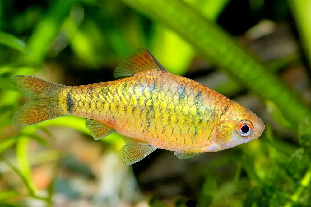 Messingbarbe (Puntius semifasciolatus)
