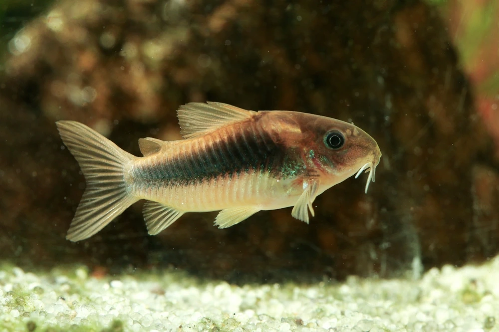 Metallpanzerwels (Corydoras aeneus)