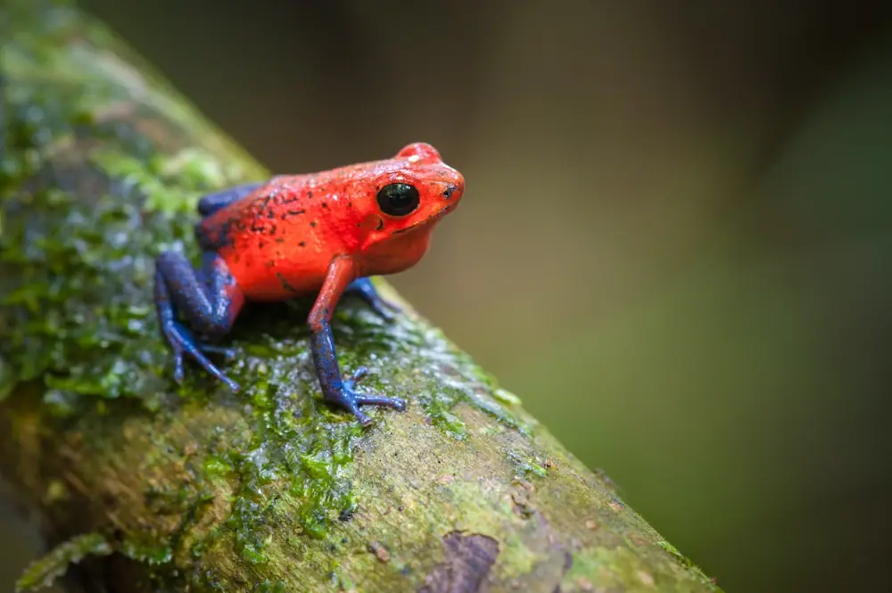 Mexikanischer Baumsteiger (Oophaga pumilio)