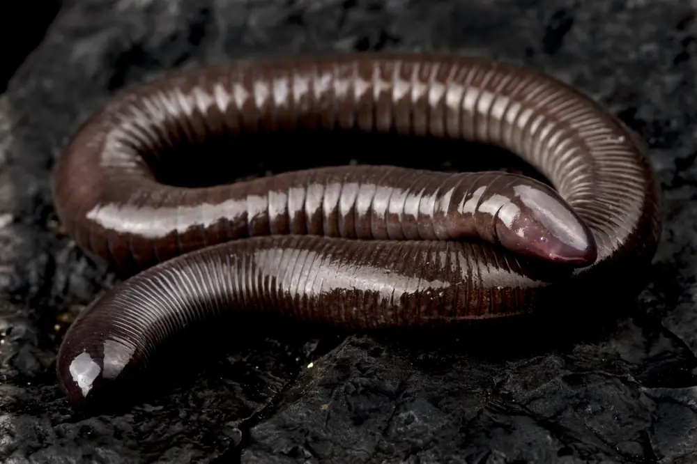 Mexikanischer Schleichenlurch (Dermophis mexicanus)