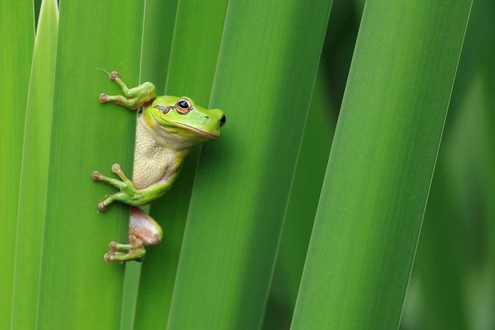 Mittelmeer-Laubfrosch (Hyla meridionalis)