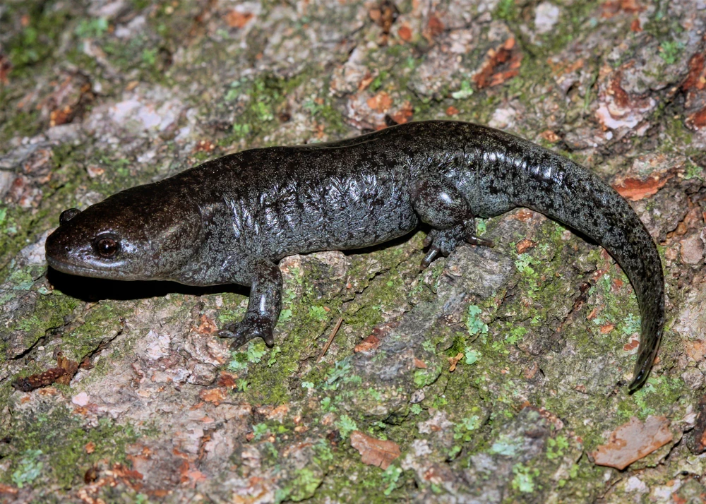 Mole-Salamander (Ambystoma talpoideum)