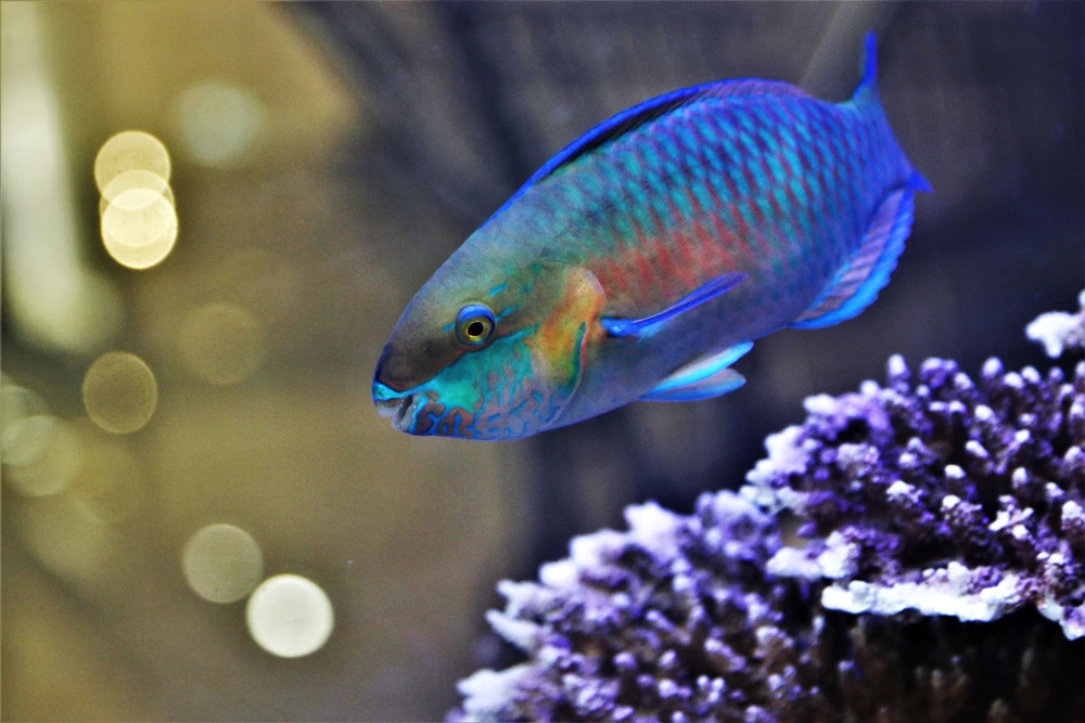 Mondsichel-Lippfisch (Thalassoma lunare)