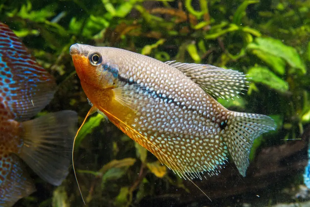 Mosaikfadenfisch (Trichopodus leerii)