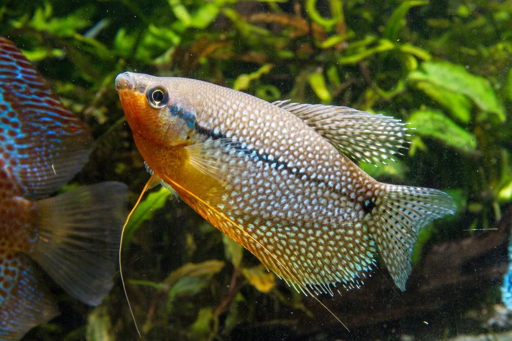 Mosaikfadenfisch (Trichopodus leerii)