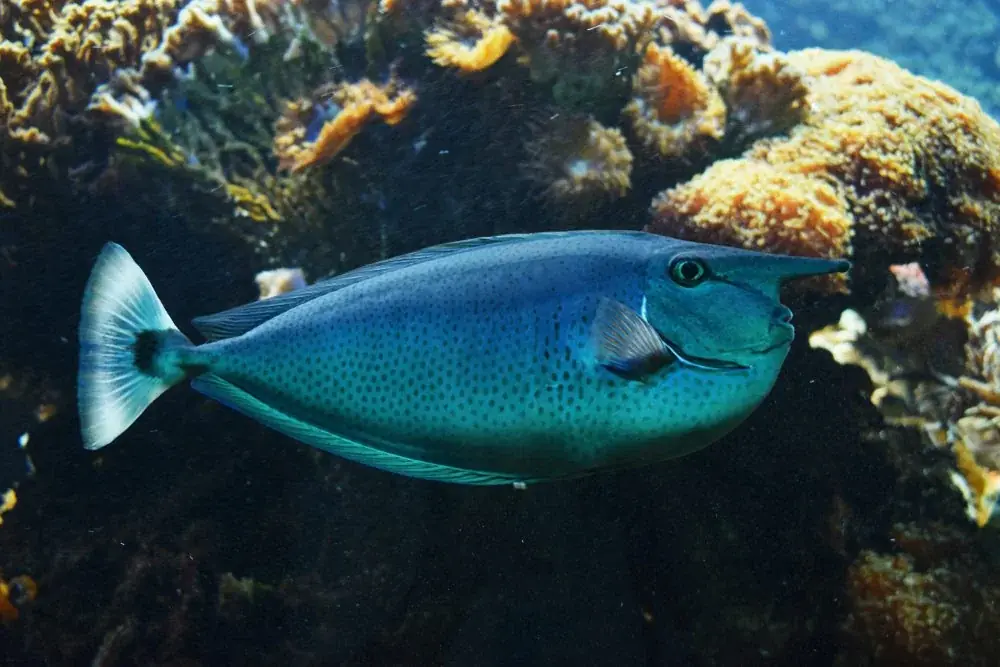 Naso brevirostris