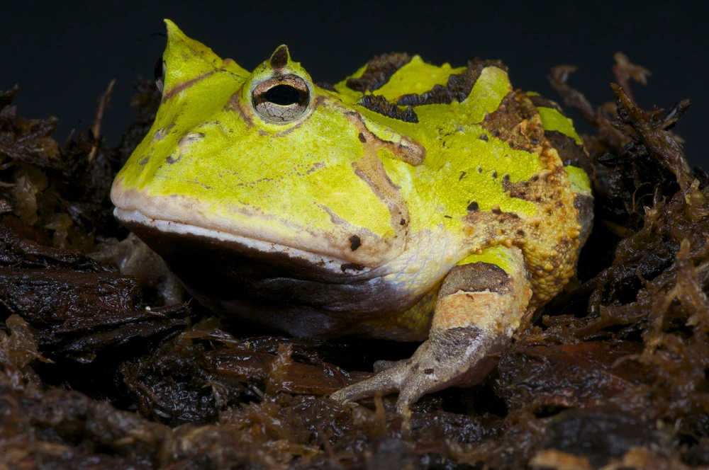 Nashornfrosch (Ceratophrys cornuta)