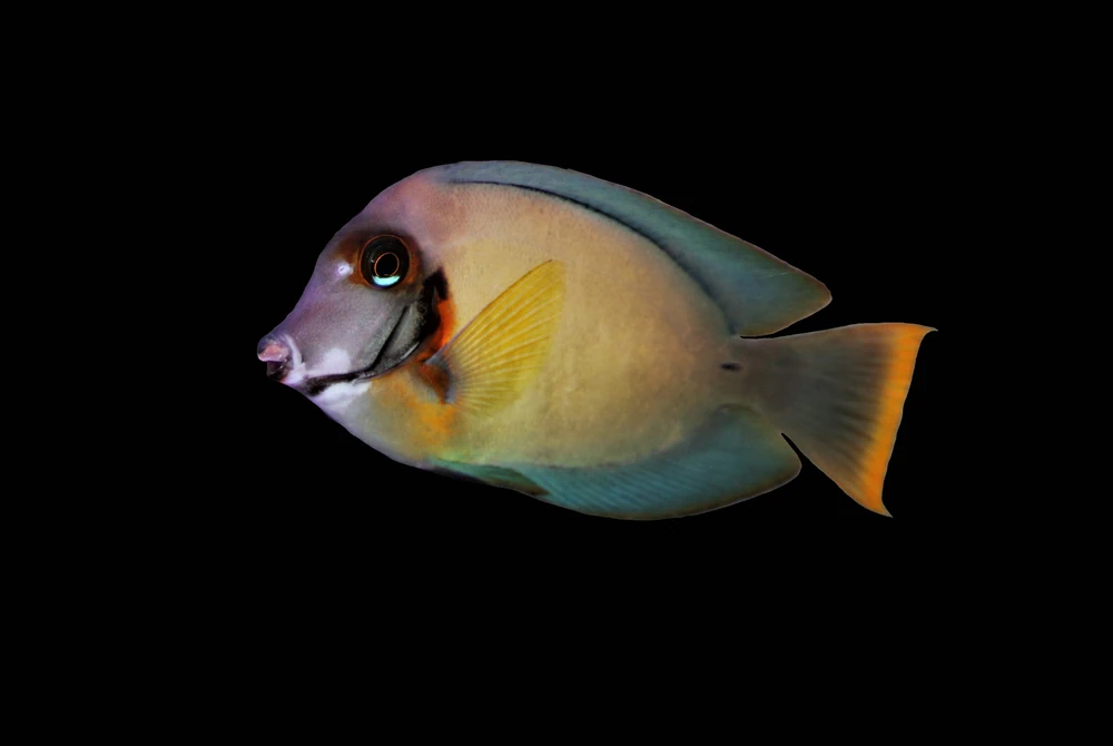 Naso-Doktorfisch (Naso lituratus)