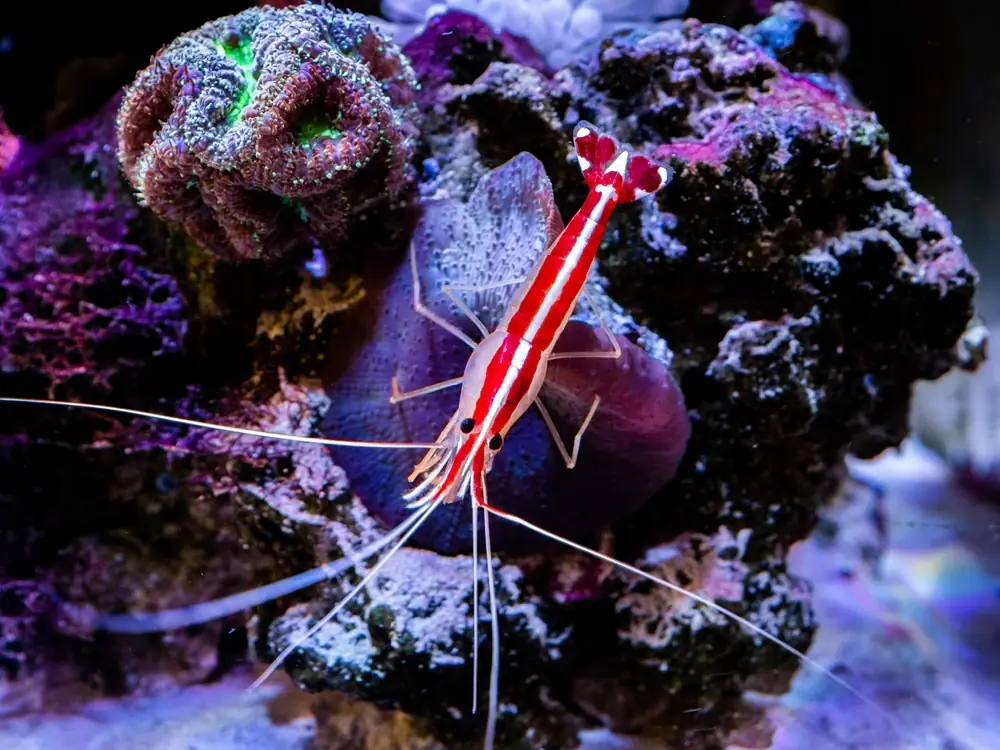 Neon-Putzergarnele (Lysmata amboinensis)