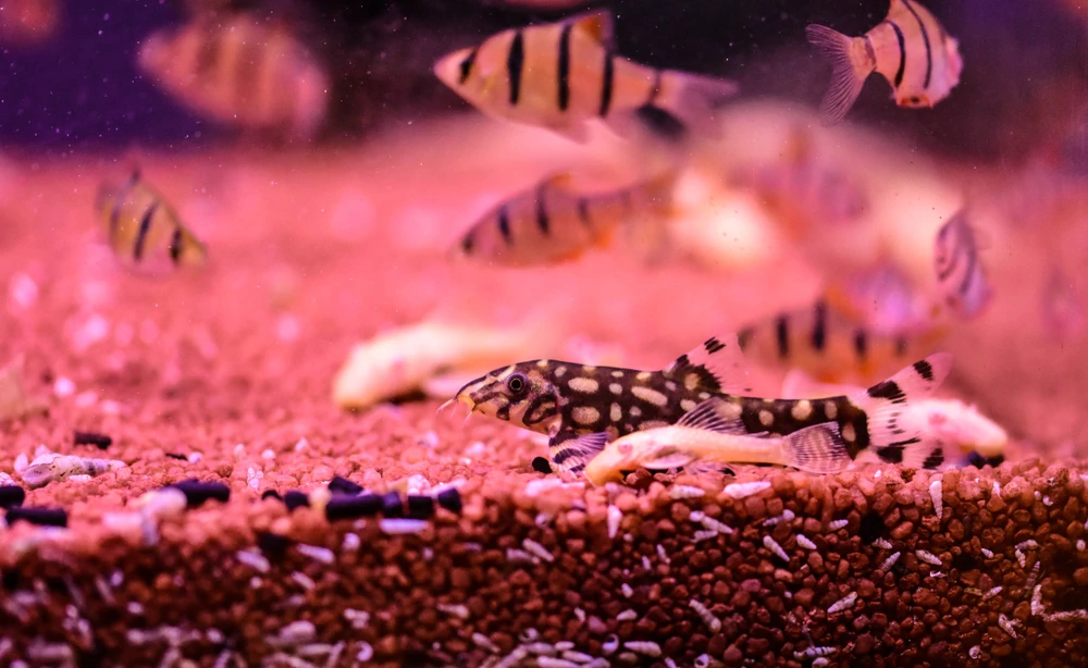 Netzschmerle (Botia lohachata)