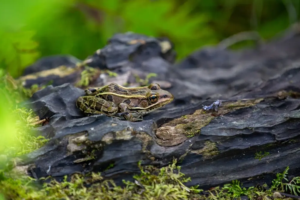 Nördlicher Leopardfrosch (Lithobates pipiens)