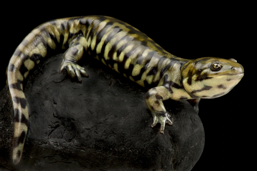 Nördlicher Querzahnmolch (Ambystoma mavortium)