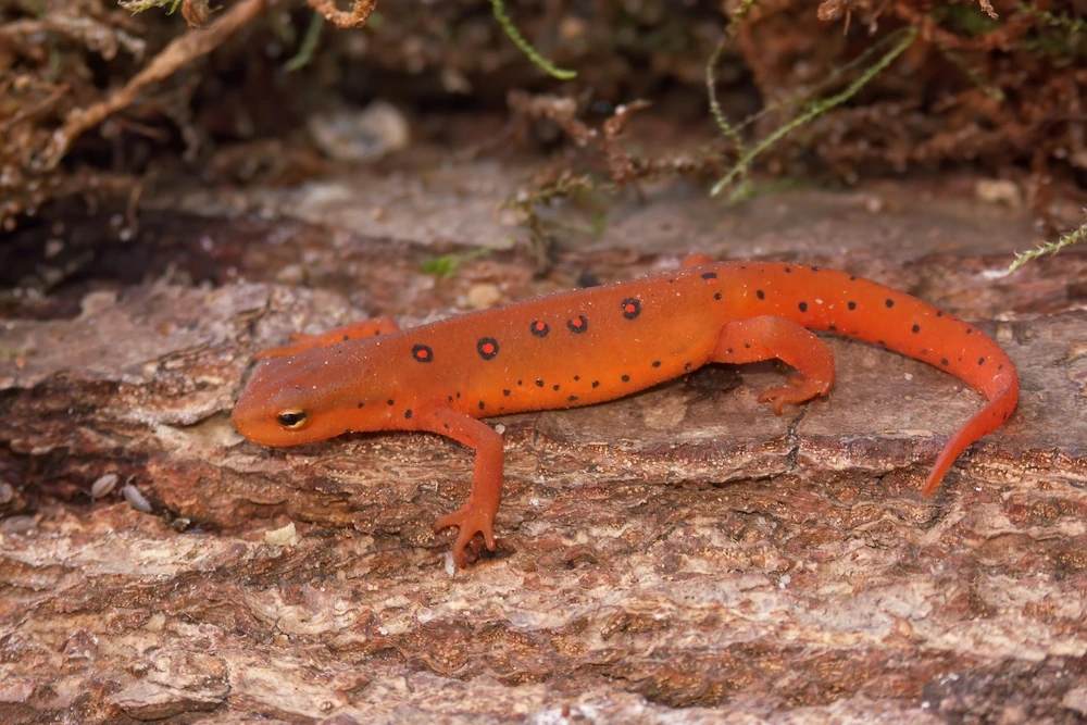 Nördlicher Rotfleck-Salamander (Notophthalmus viridescens viridescens)