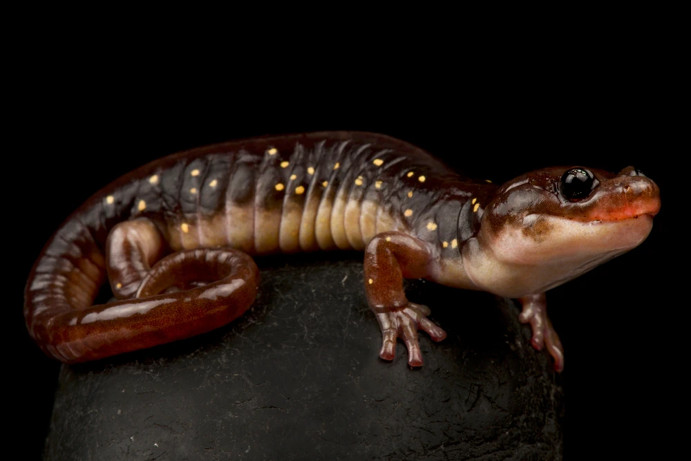 Nördlicher Schwarzsalamander (Aneides lugubris)