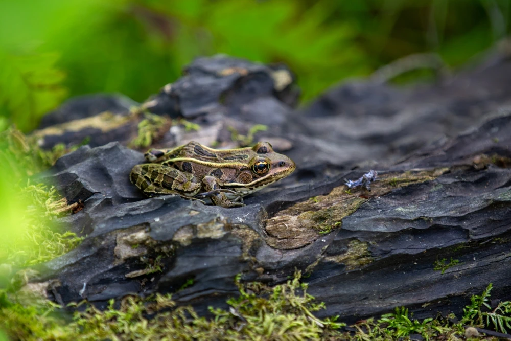 Nordamerikanischer Leopardfrosch (Lithobates pipiens)