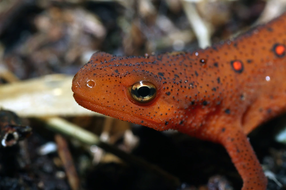 Nordamerikanischer Rotbauchmolch (Notophthalmus viridescens)