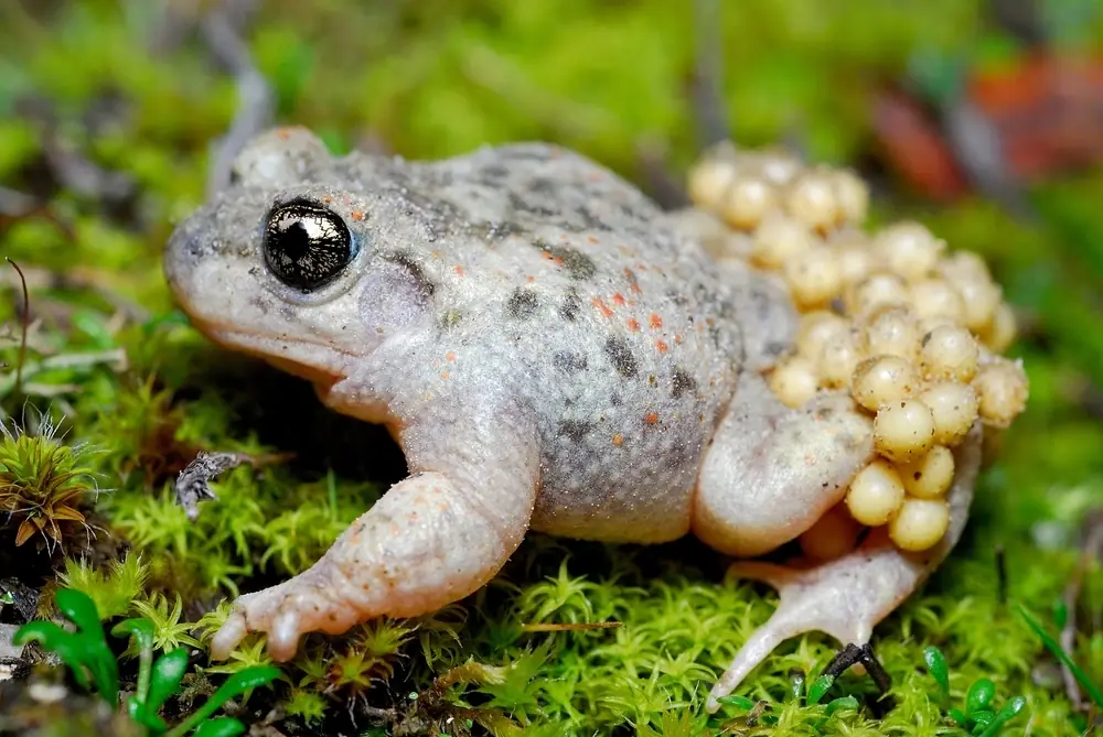 Alytes cisternasii