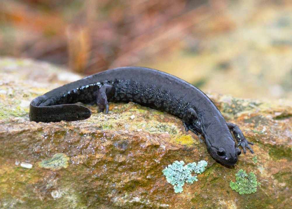Olivfarbener Querzahnmolch (Ambystoma texanum)
