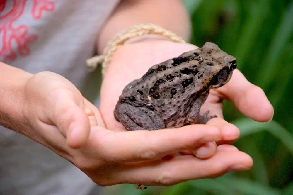 Olivfarbenes Fröschchen (Eleutherodactylus coqui)