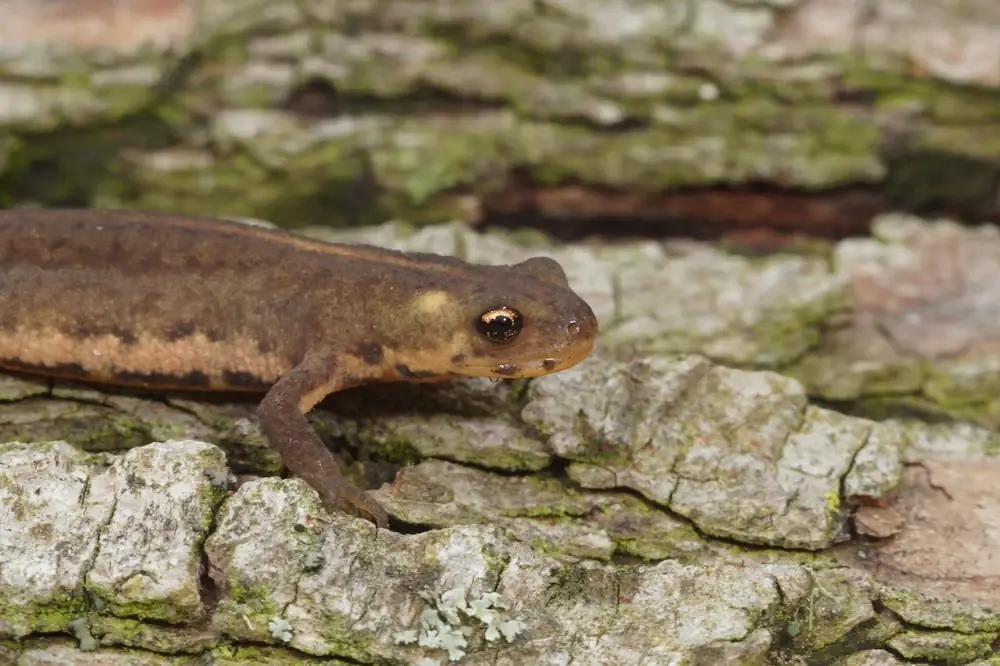 Ommatotriton-Molch (Ommatotriton ophryticus)