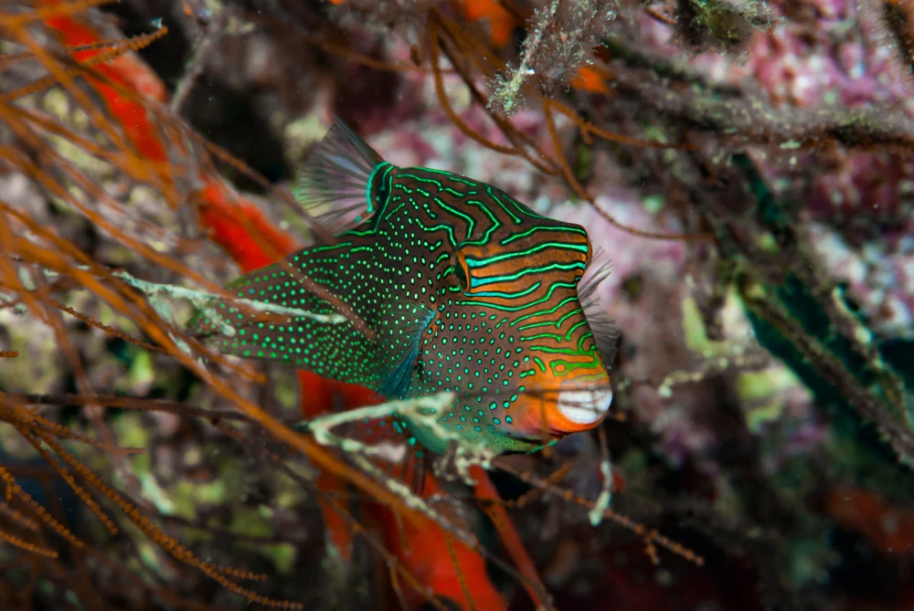 Orangeflecken-Kugelfisch (Canthigaster papua)
