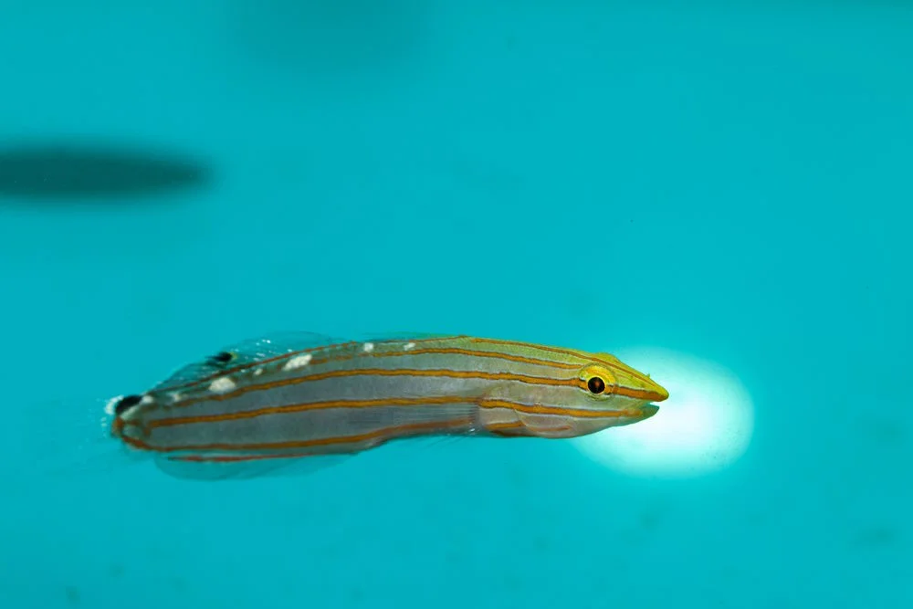 Amblygobius rainfordi