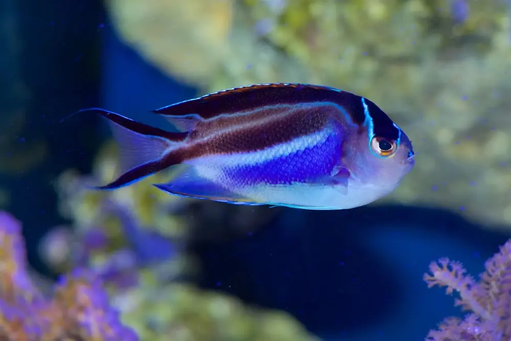 Orangenflecken-Kaiserfisch (Genicanthus bellus)