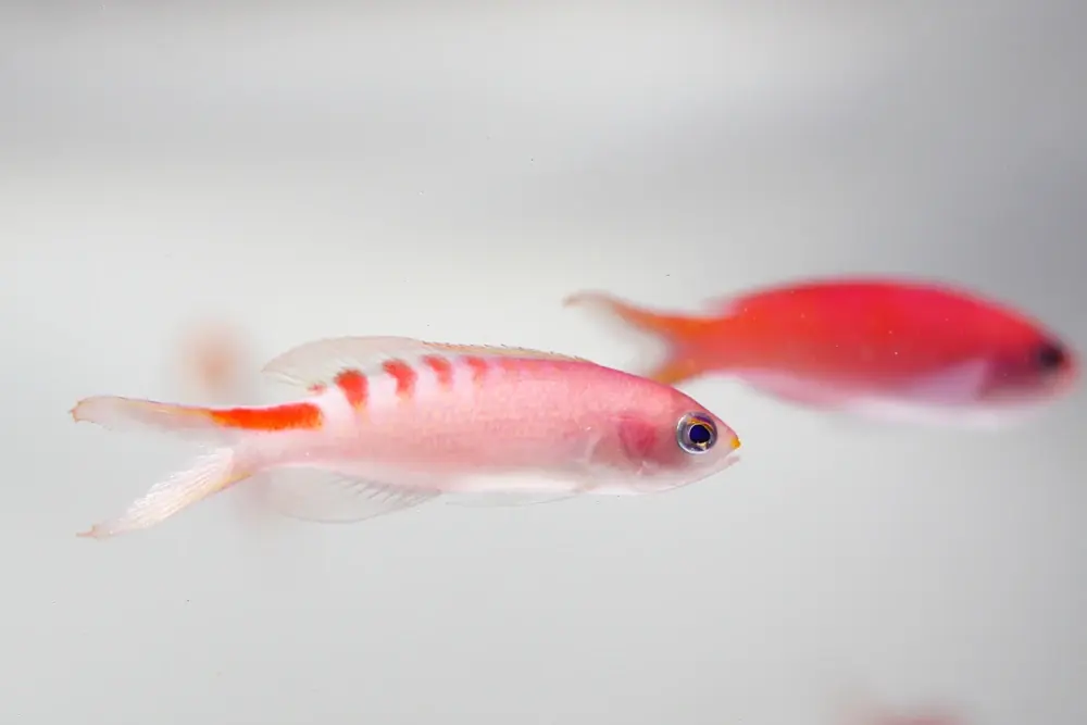 Orangerücken-Feenbarsch (Pseudanthias lori)