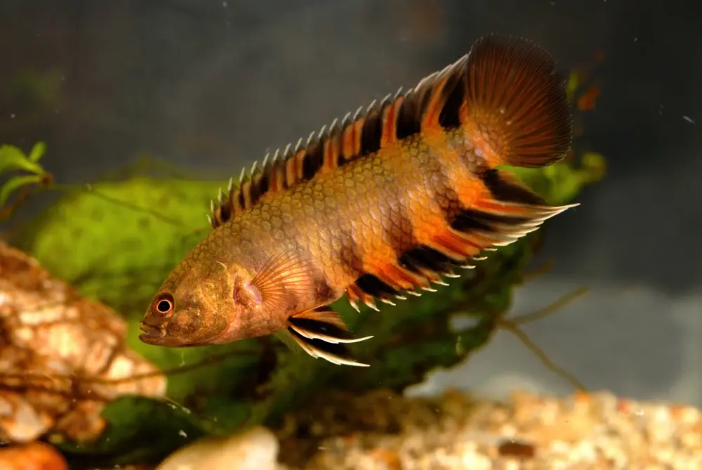 Oranges Buschfischchen (Microctenopoma ansorgii)