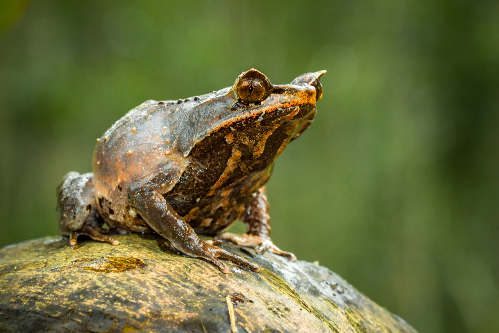 Orientalischer Hornfrosch (Megophrys montana)