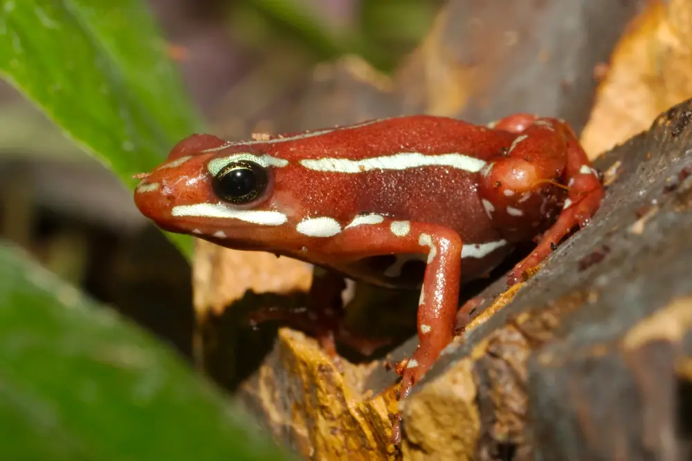 Orientalischer Pfeilgiftfrosch (Epipedobates anthonyi)