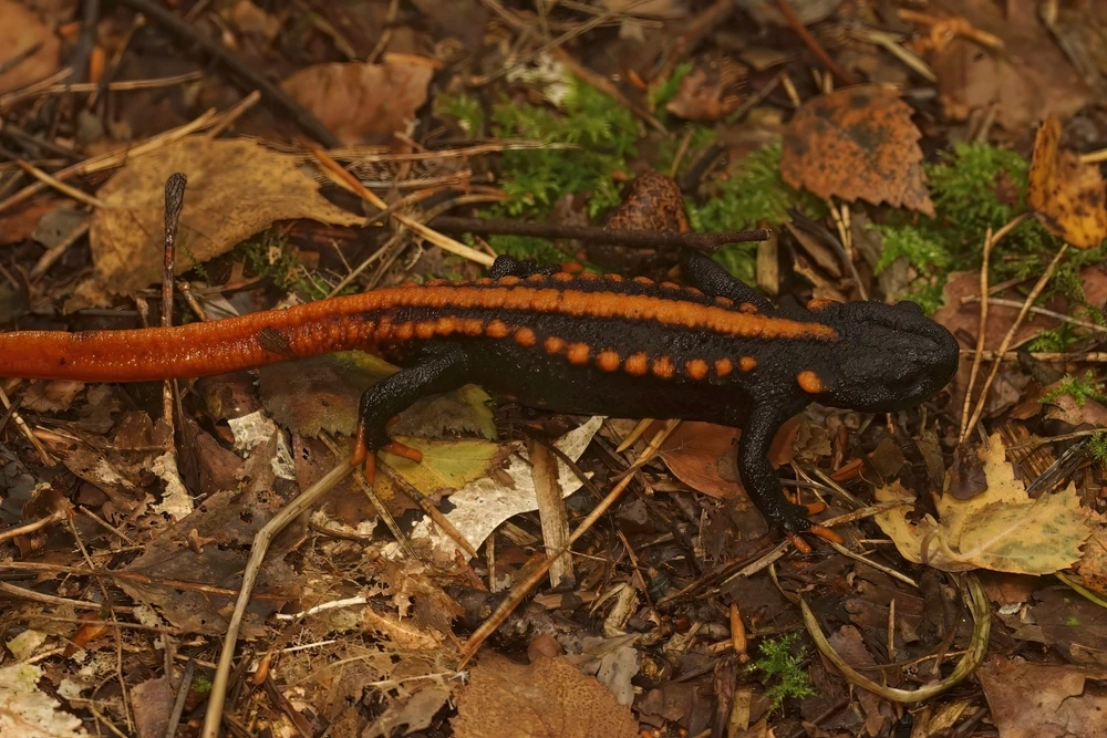 Ostchinesischer Krokodilmolch (Tylototriton yangi)