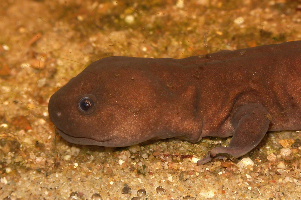 Pachyhynobius-Salamander (Pachyhynobius shangchengensis)