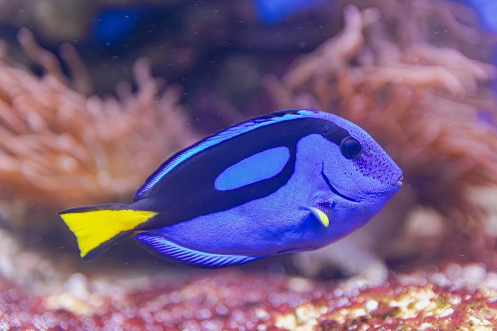 Paletten-Doktorfisch (Paracanthurus hepatus)