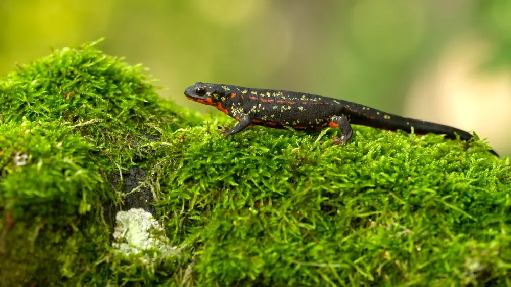 Palmenmolch (Cynops ensicauda)