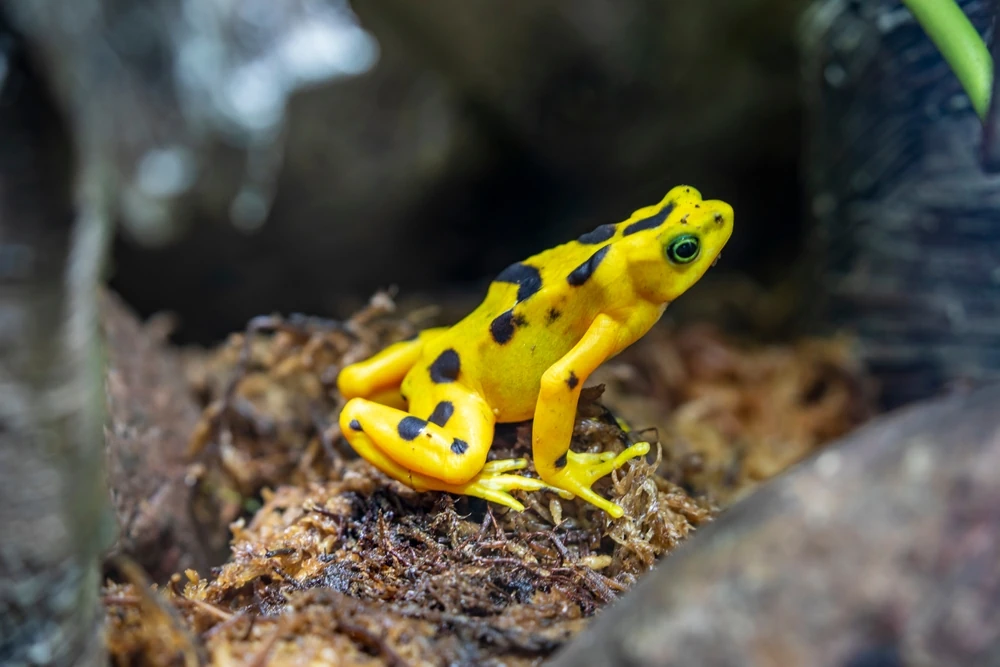 Panama-Stummelfußfrosch (Atelopus zeteki)