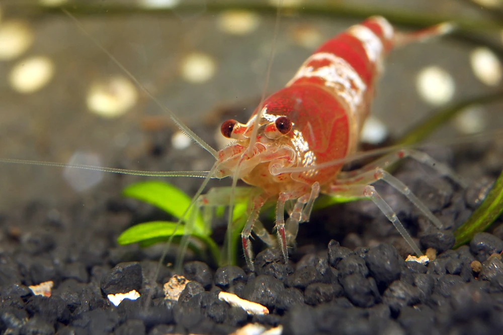Panda-Garnele (Caridina cantonensis)