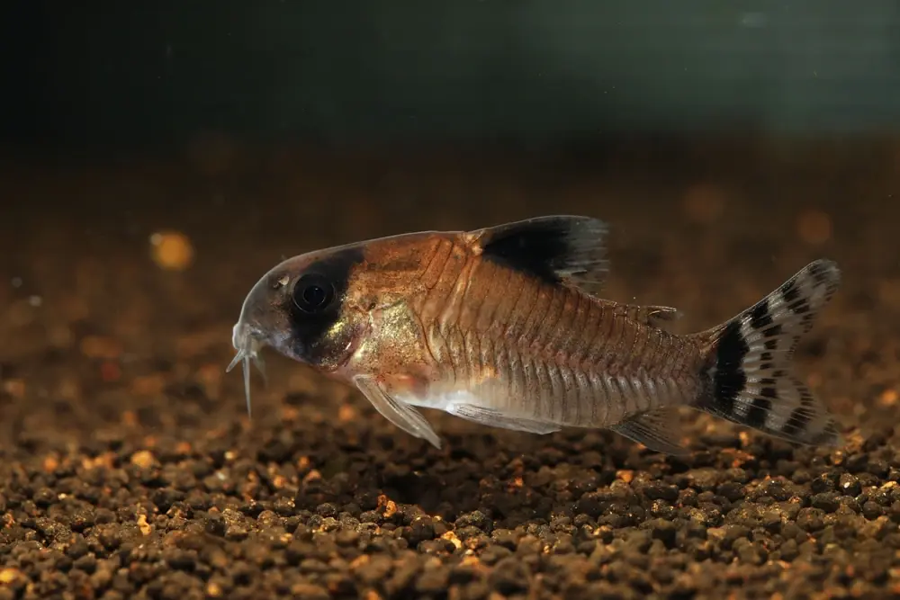 Panda-Panzerwels (Corydoras panda)