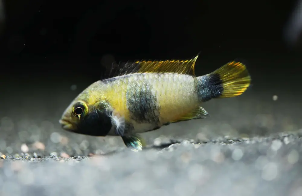 Panda-Zwergbuntbarsch (Apistogramma nijsseni)