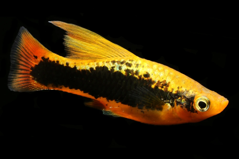 Papageienplaty (Xiphophorus variatus)
