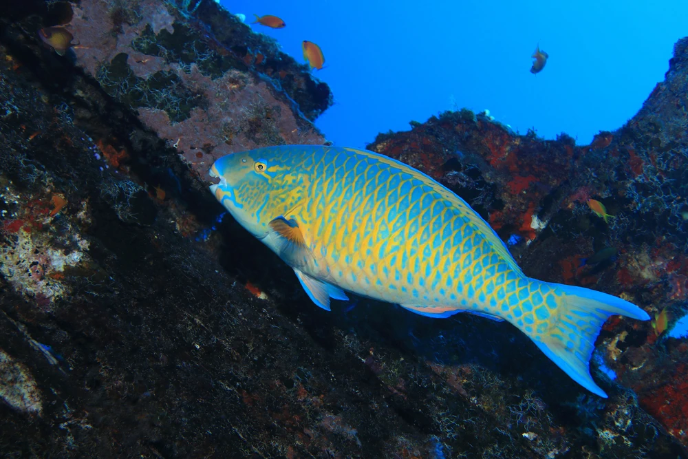 Papageifisch (Scarus ghobban)