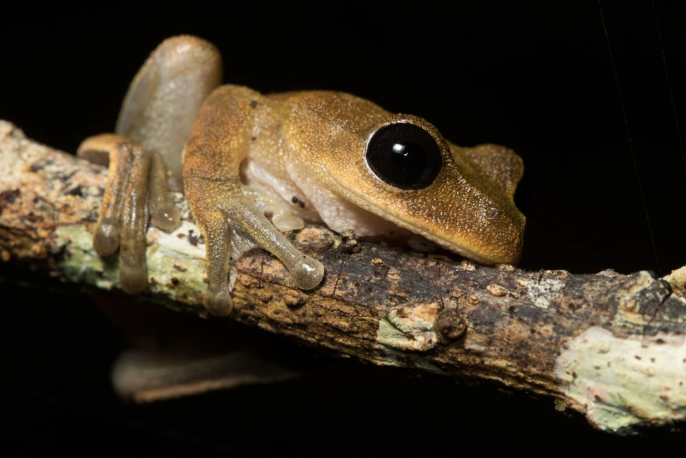 Papua-Laubfrosch (Nyctimystes dayi)
