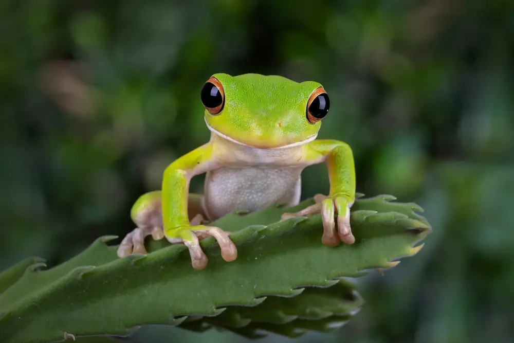 Papua-Riesenlaubfrosch (Nyctimystes infrafrenatus)