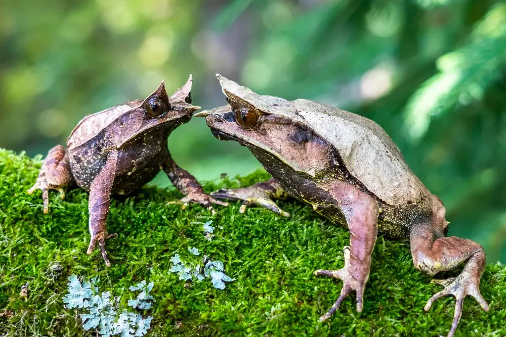 Papuanischer Hornfrosch (Megophrys nasuta)