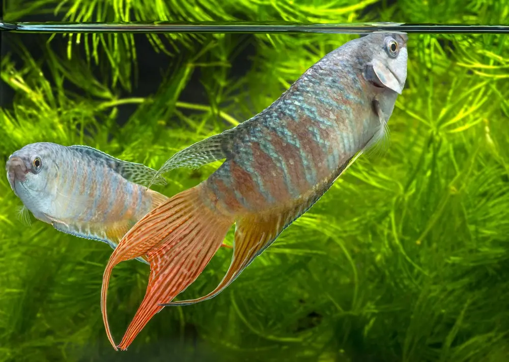 Paradiesfisch (Macropodus opercularis)
