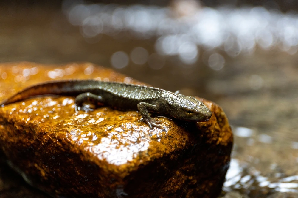 Paradiesmolch (Paramesotriton hongkongensis)