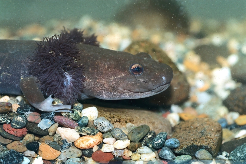 Pazifischer Riesensalamander (Dicamptodon tenebrosus)